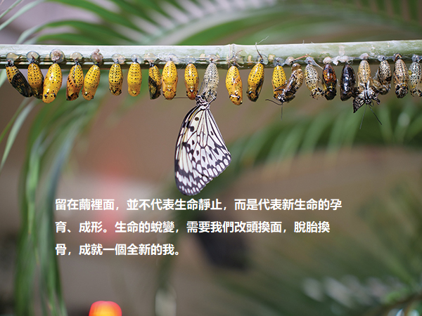 This image has an empty alt attribute; its file name is butterfly-life-cycle-3264176.jpg
